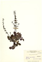 藏品(阿里山紫緣花鼠尾草)的圖片